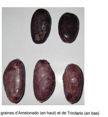 cocoa beans