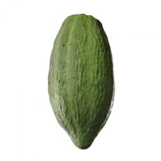 cocoa bean criollo