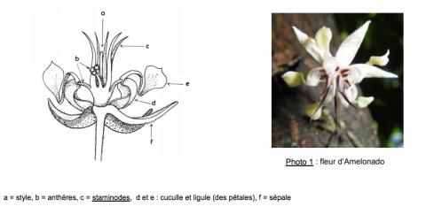 Cooca tree flower