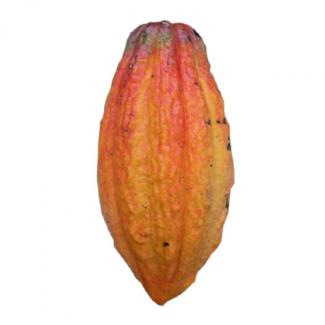 Trinitario cocoa bean